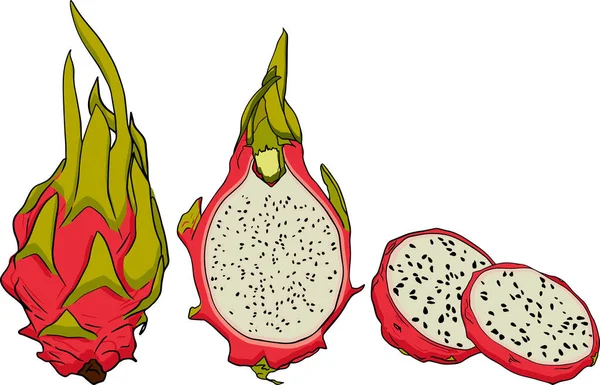 Vectorial Set Mână Desenat Pitaya Ilustrație Fructe Dragon Obiecte Vegetariene — Fotografie, imagine de stoc