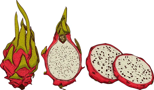 Pitaya Nın Vektör Eli Çizilmiş Ejderha Meyvesi Çizimi Lezzetli Tropikal — Stok fotoğraf