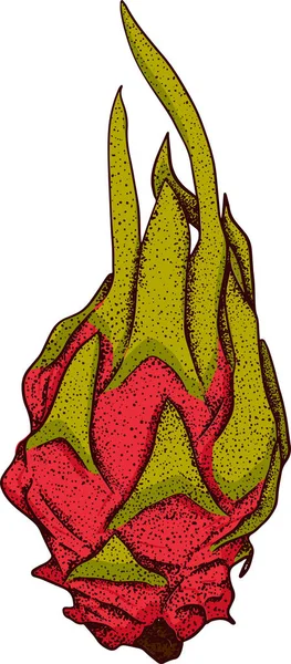 Vector hand drawn set of pitaya. Dragon fruit illustration. Delicious tropical vegetarian objects. Use for restaurant, menu, smoothie bowl, market, store, party decoration, meal