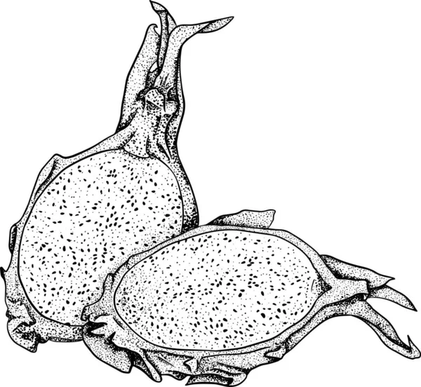 Pitaya Nın Vektör Eli Çizilmiş Ejderha Meyvesi Çizimi Lezzetli Tropikal — Stok fotoğraf