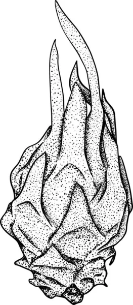 Vektor Handgezeichnetes Pitaya Set Drachenfrucht Illustration Köstliche Tropische Vegetarische Objekte — Stockfoto