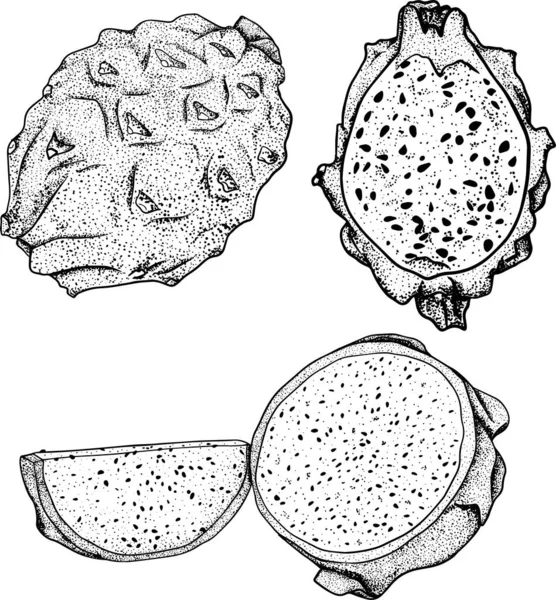 Conjunto Dibujado Mano Vectorial Pitaya Dragón Ilustración Frutas Deliciosos Objetos —  Fotos de Stock