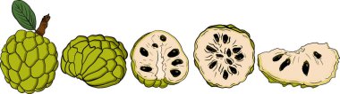 Cherimoya 'nın vektör eli çizilmiş. Elma şekeri renkli illüstrasyon. Lezzetli tropikal vejetaryen nesneler. Restoran, menü, meyve suyu kasesi, market, mağaza, parti dekorasyonu, yemek için kullan.