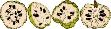 Cherimoya 'nın vektör eli çizilmiş. Elma şekeri renkli illüstrasyon. Lezzetli tropikal vejetaryen nesneler. Restoran, menü, meyve suyu kasesi, market, mağaza, parti dekorasyonu, yemek için kullan.
