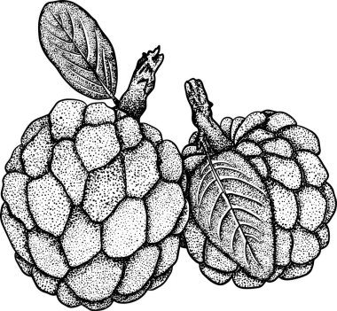 Cherimoya 'nın vektör eli çizilmiş. Elma şekeri renkli illüstrasyon. Lezzetli tropikal vejetaryen nesneler. Restoran, menü, meyve suyu kasesi, market, mağaza, parti dekorasyonu, yemek için kullan.