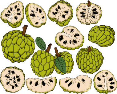 Cherimoya 'nın vektör eli çizilmiş. Elma şekeri renkli illüstrasyon. Lezzetli tropikal vejetaryen nesneler. Restoran, menü, meyve suyu kasesi, market, mağaza, parti dekorasyonu, yemek için kullan.