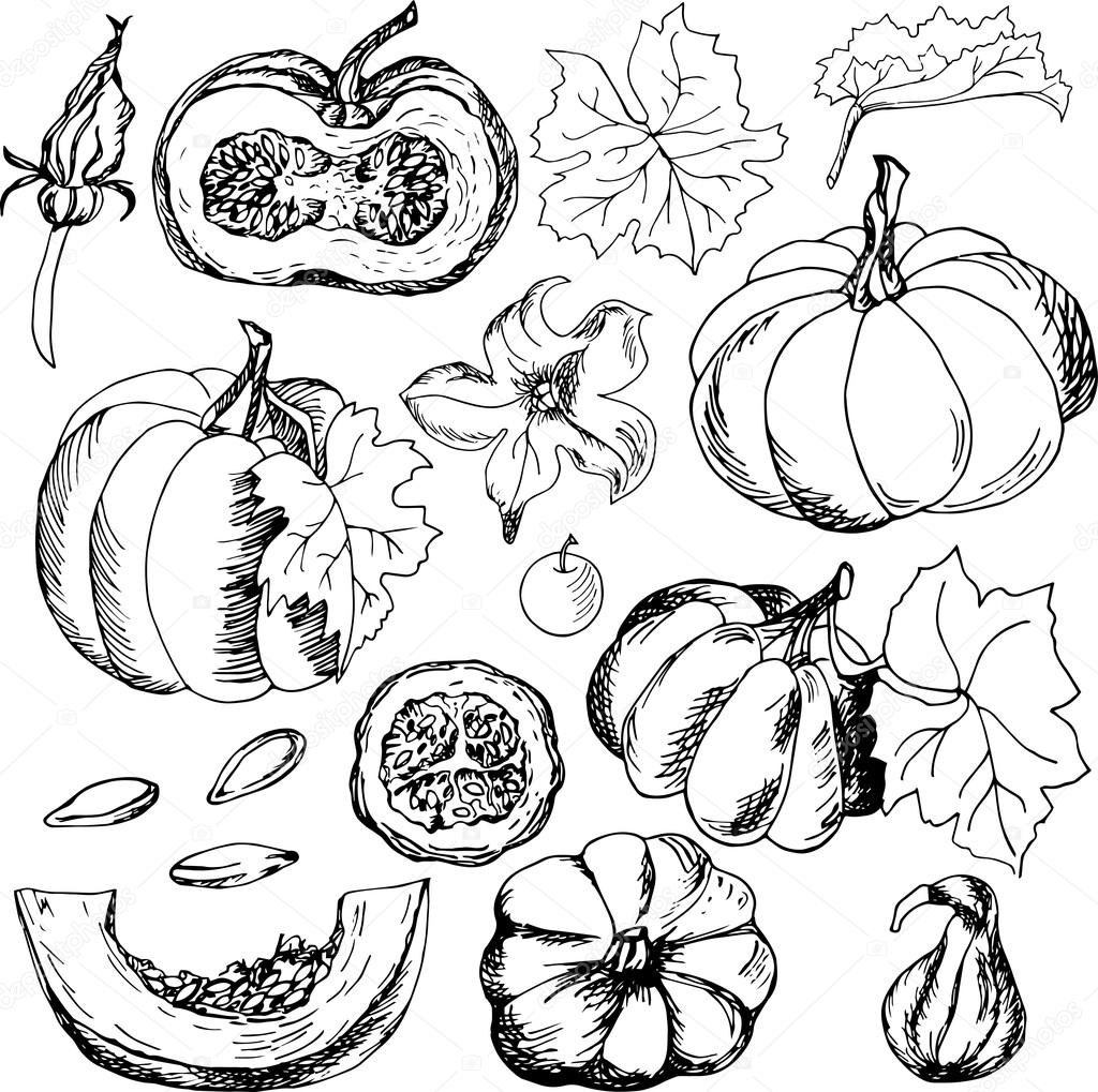 Set with hand drawn pumpkins, flowers, leaves and seeds. Vector
