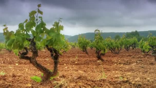 Vineyards field timelapse — Stock Video