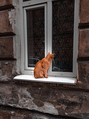 Beyaz bir pencere eşiğinde oturan kızıl bir kedi. Eski dokulu bir duvarın penceresinden içeri bakıyor. Rahat şehir manzarası.