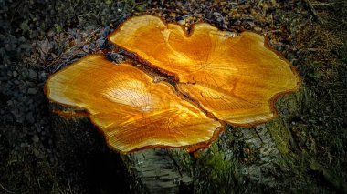 Parlak altın ahşap desenli ve görünen yıllık halkaları olan bir ağaç kütüğünün yakın çekimi. Ilık güneş ışığı, odunların doğal desenlerini ve detaylarını arttırır..