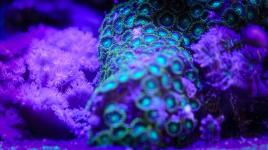 UV ışığı altında olağanüstü yeşil ve mavi floresans sergileyen parlak mercanların yakın çekimi. Resif tankında yaşayan canlı bir deniz organizmasının şaşırtıcı makro dokusu.
