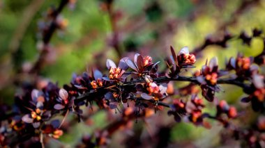 Canlı kırmızı mor yaprakları ve küçük tomurcukları olan bir böğürtlen dalının Macro fotoğrafı. Yumuşak yeşil ve sarı arkaplana karşı mükemmel sığ alan derinliği