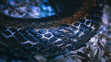 Sürüngen deri pullarının detaylı soyut makrosu (yılan pulu) yinelenen bir desen ve parlak dokuyu gösteriyor. Dramatik mavi ve turuncu renkler beyaz, parçalanmış bir tabakaya karşı ayarlanmış..