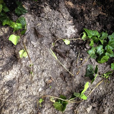 Yüzeyde büyüyen küçük çakıl taşları ve canlı yeşil sarmaşıklarla karıştırılmış kaba, kuru toprağın doğal dokusu. Bahçıvanlık, tarım ya da ekoloji konuları için mükemmel