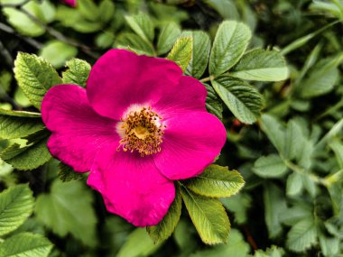 Yaban gülü kalça çalısı (Rosa), koyu, karamsar bir arka plan üzerine kurulu, tek bir doymuş pembe çiçek (Rosa). Doğal güzelliği ve yaz büyümesini simgeler.