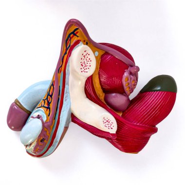 Erkek üreme sisteminin detaylı kesit modeli iç anatomi, mesane ve kasları gösteriyor. Üroloji ve tıp eğitimi için beyaza izole edilmiş