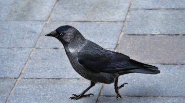 Bir karga (Corvus monedula) kuşunun Avrupa 'daki bir şehir parkında gri bir meydanda yürüyen kaldırım taşları.