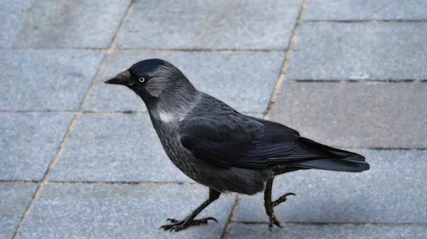 Bir karga (Corvus monedula) kuşunun Avrupa 'daki bir şehir parkında gri bir meydanda yürüyen kaldırım taşları.