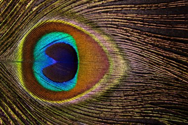 Siyah arka planda tek bir tavus kuşu tüyünün makro yakın plan görüntüsü yeşil, mavi ve mor renkli canlı yanardöner göz desenleri gösteriyor..