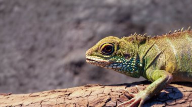 Kuru ağaç dalında dinlenen yeşil kertenkeleye yakından bakın. Detaylı pulları ve keskin gözleri var. Yumuşak arkaplanı bulanık, doğal ortamda egzotik sürüngen.