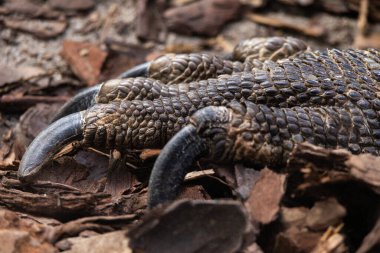 Macro, kertenkele pençelerini ve kuru yapraklar ve orman zemininde dinlenen desenli pulları yakından izle. Ayrıntılı sürüngen derisi ve keskin kavisli pençeler..
