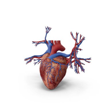 Tıbbi 3D model, insan kalbini bronşlarla ve kan damarlarıyla gösteriyor..