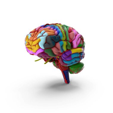 Eğitim tasarımı olan beyin bölgelerinin renkli şematik 3B modeli