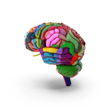 3 boyutlu beyin modeli bölgeleri ve lobları canlı şematik renklerle gösteriyor.