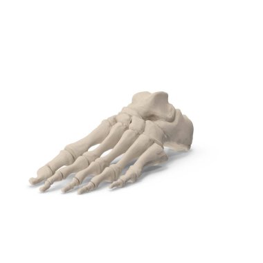 Anatomical 3D model of a human foot skeleton showing realistic bone structure and shape.
