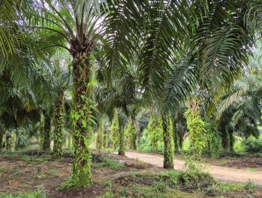 Ormandaki hindistan cevizi tarlası