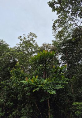 Ağaçları, yeşil yaprakları, bitki örtüsü ve çevresi olan tropikal bir orman.