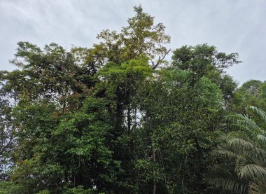 Tayland 'da ormandaki yeşil ağaçlar.