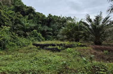 palmiye ağaçları ile güzel tropikal orman