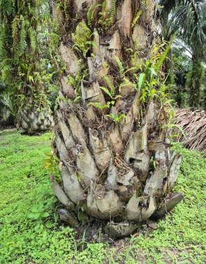 Hindistan cevizi ağacı bahçede.
