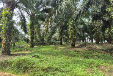 Filipinlerde kauçuk ağaçları olan hindistan cevizi tarlası.