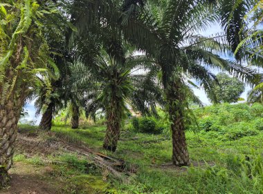 Parktaki palmiye ağaçları