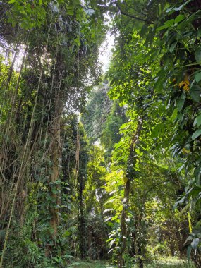 Arka planda palmiye ağaçları olan tropik bir orman.