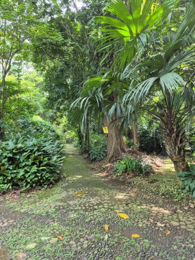 Ormandaki yeşil orman