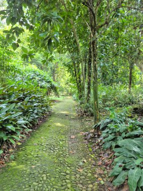 Yeşil bitki ve taşlı tropikal orman