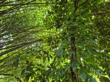 Ormanda yeşil yapraklar