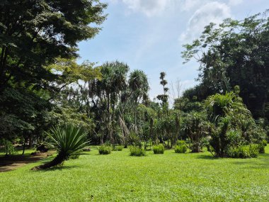 Ağaçları ve bitkileri olan yeşil bahçe