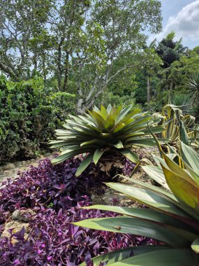 Güzel botanik fotoğrafı, doğal duvar kağıdı.