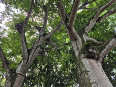 Parktaki büyük yeşil ağaç.