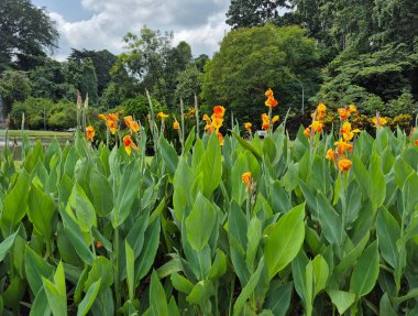 Bahçedeki güzel çiçekler