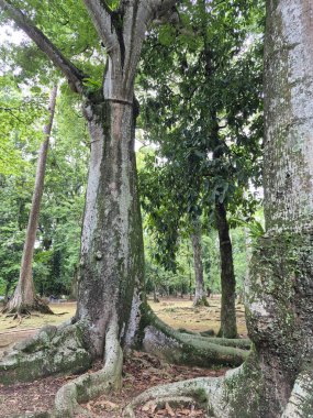 Ormandaki yaşlı ağaç