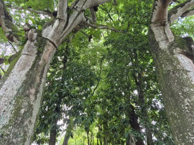 Parktaki yeşil ağaçlar