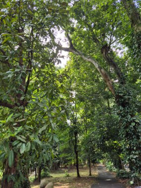 Parktaki yeşil orman