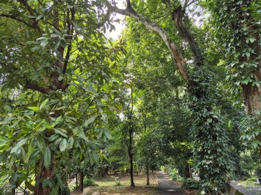 Parkın güzel manzarası