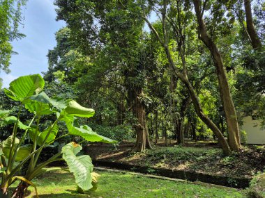 Parktaki yeşil ağaçların bahçesi