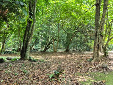 Ormanın ortasında orman ağaçları